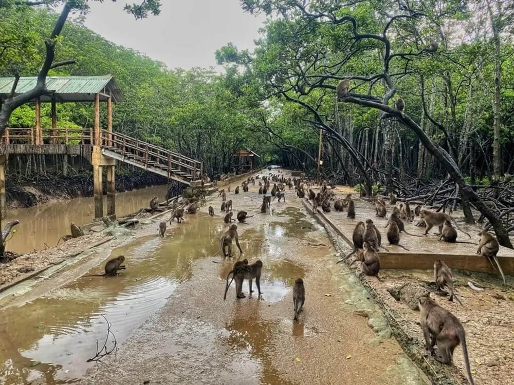 Đảo Khỉ Vàm Sác — quần thể khỉ tự nhiên trong rừng ngập mặn
